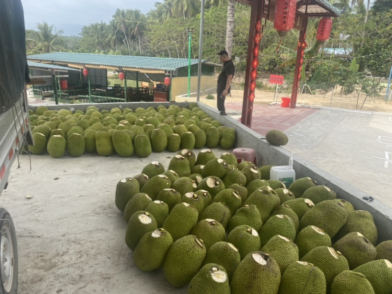 海南陵水8号红肉菠萝蜜