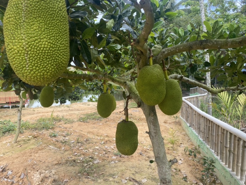 海南陵水8号红肉菠萝蜜