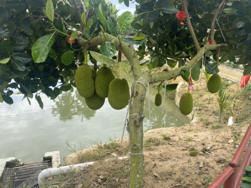 海南陵水8号红肉菠萝蜜
