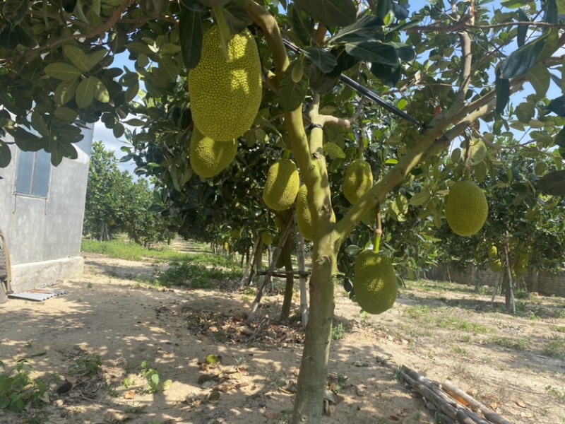 海南陵水8号红肉菠萝蜜