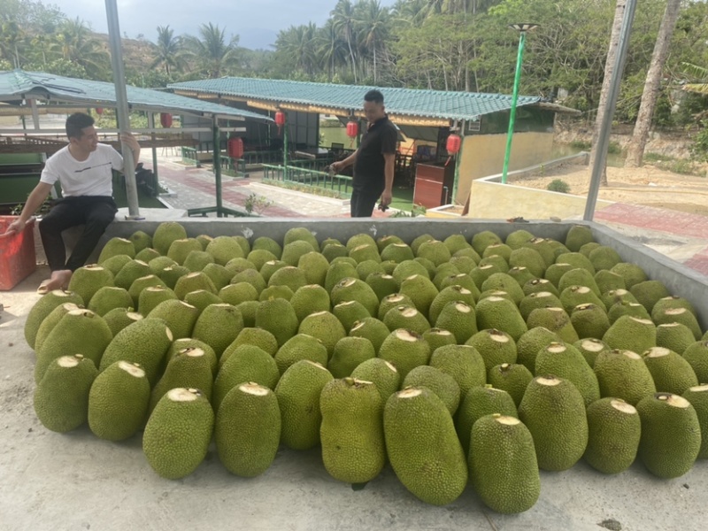 海南陵水8号红肉菠萝蜜