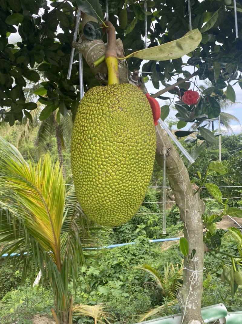 海南陵水8号红肉菠萝蜜