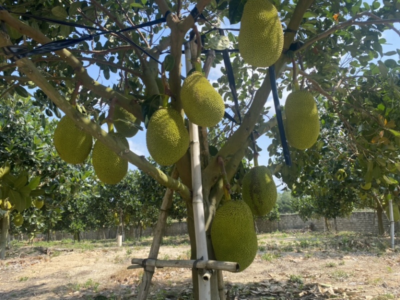 海南陵水8号红肉菠萝蜜