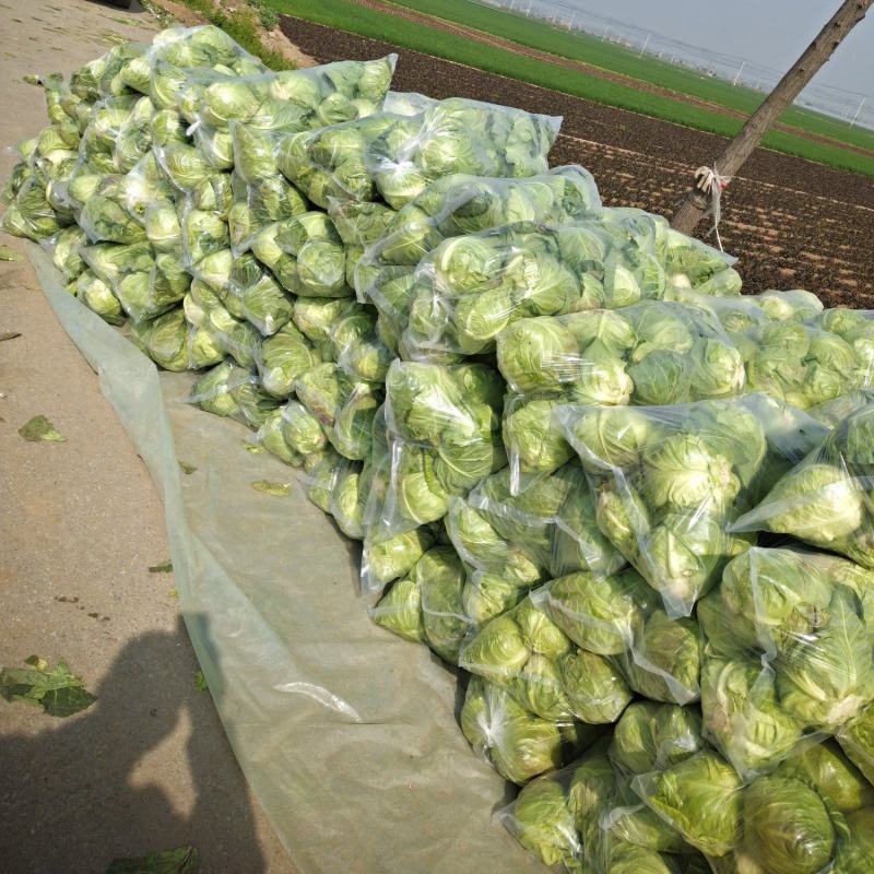 山东郯城牛心甘蓝大量上市，保证一手货源，质量上乘货源充足