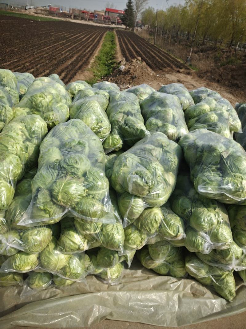 山东郯城牛心甘蓝大量上市，保证一手货源，质量上乘货源充足