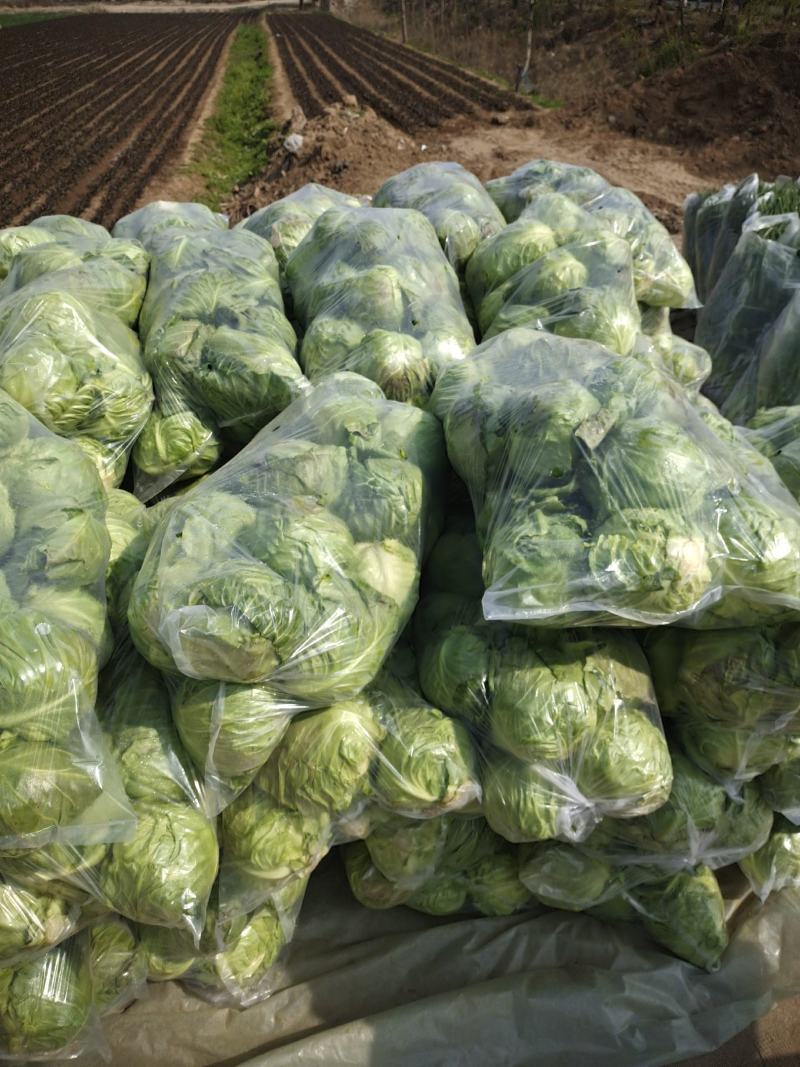 山东郯城牛心甘蓝大量上市，保证一手货源，质量上乘货源充足