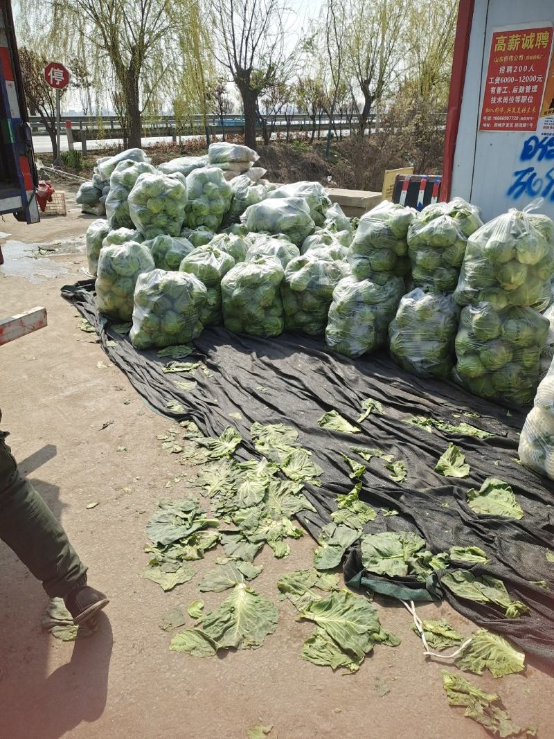 山东郯城牛心甘蓝大量上市，保证一手货源，质量上乘货源充足