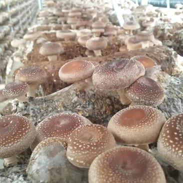 香菇菌香菇菌种，袋栽香菇菌种，椴木香菇菌种，香菇栽培种