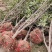 江山市自己家种的桂花树6ooo棵出售