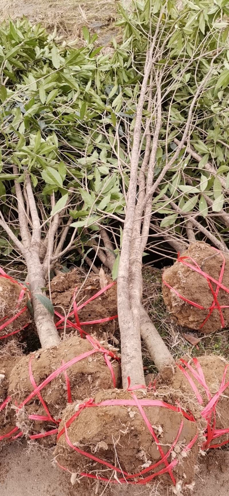 江山市自己家种的桂花树6ooo棵出售