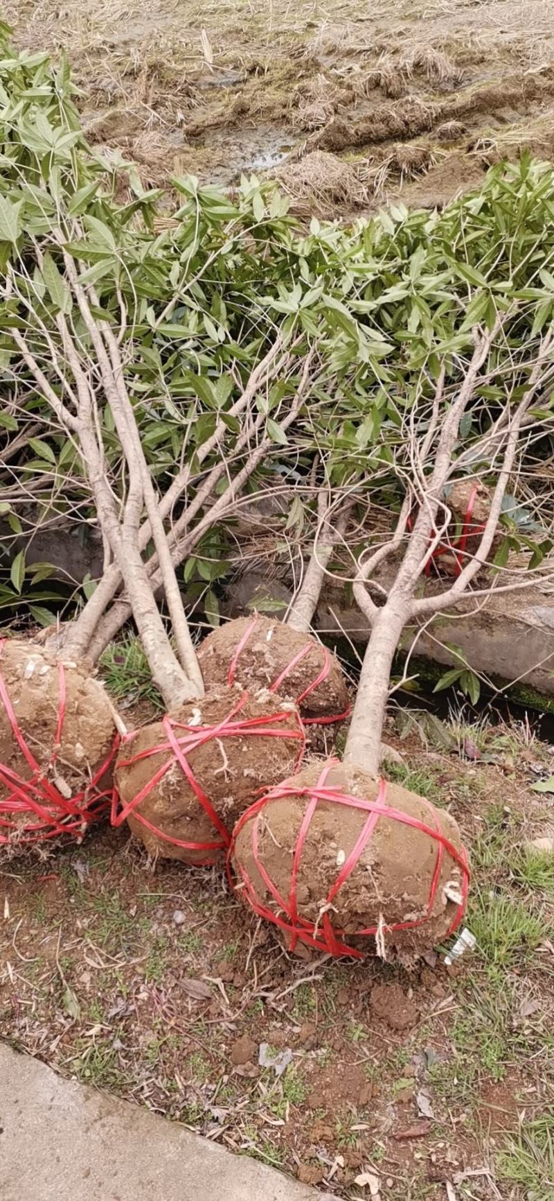 江山市自己家种的桂花树6ooo棵出售