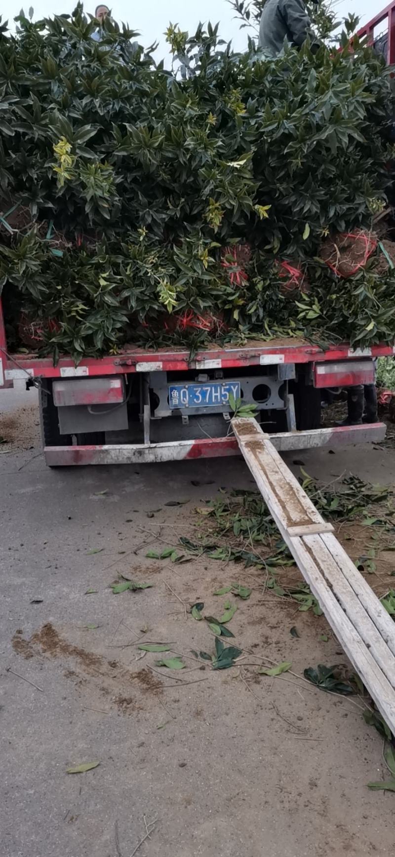 浙江精品金品桂花树：规格齐全：金品桂花大量供应，欢迎选购