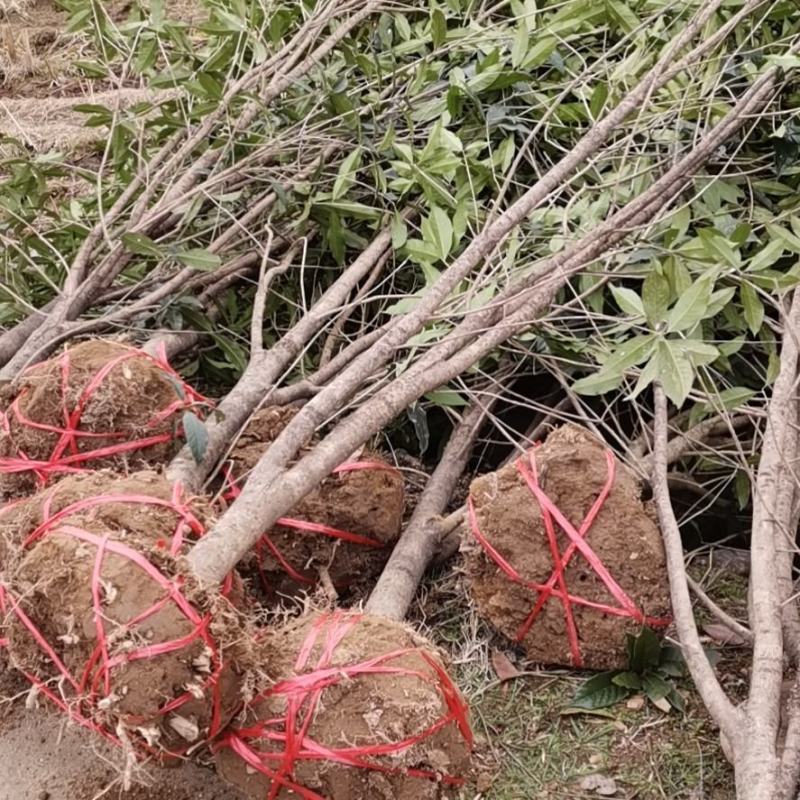 浙江精品金品桂花树：规格齐全：金品桂花大量供应，欢迎选购