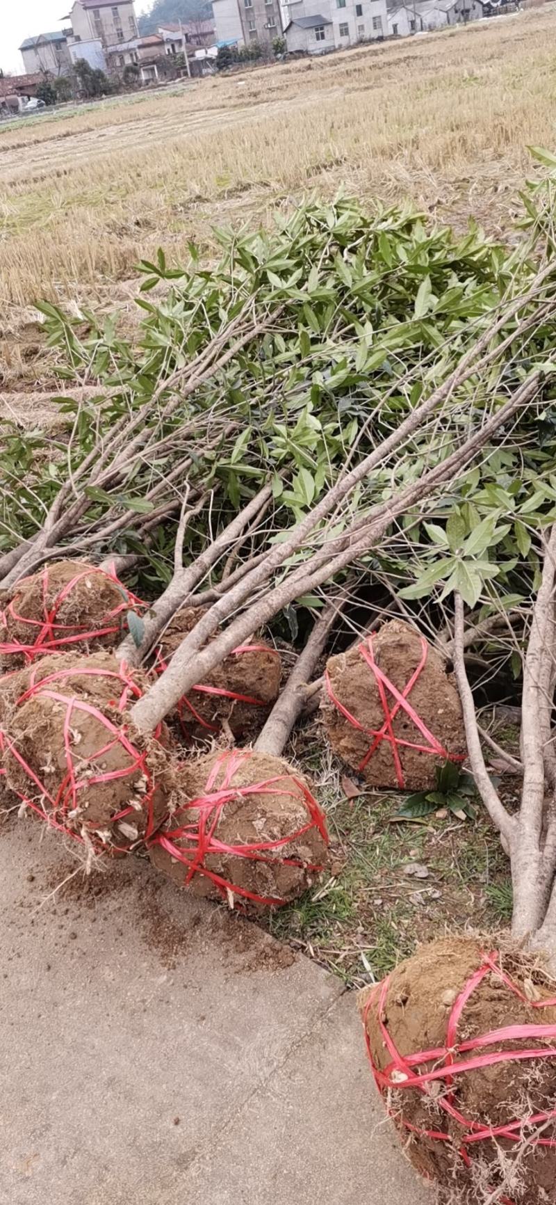 浙江精品金品桂花树：规格齐全：金品桂花大量供应，欢迎选购
