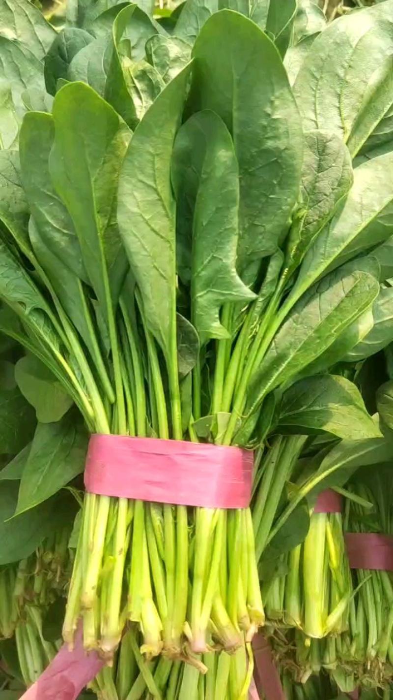 🔥菠菜山东惠民万亩种植基地规格齐全代发全国！