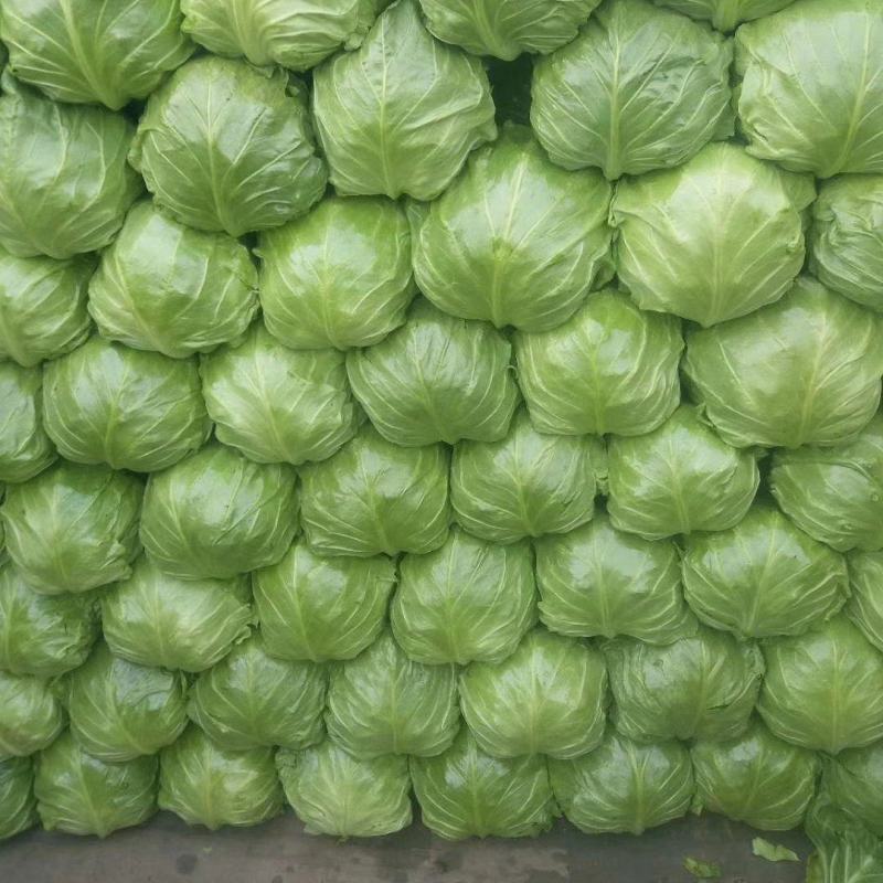 河北甘蓝，大量供货，翠绿，平顶，个头均匀，城信可靠