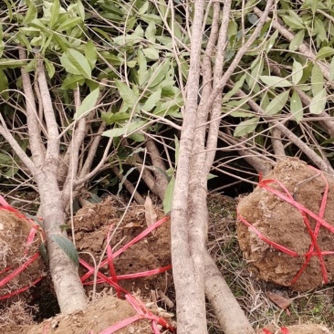 浙江精品金品桂花树：规格齐全：金品桂花大量供应，欢迎选购