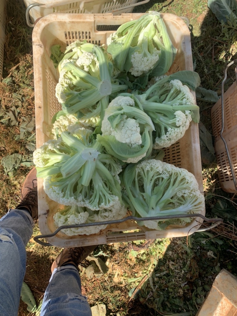 精品松花