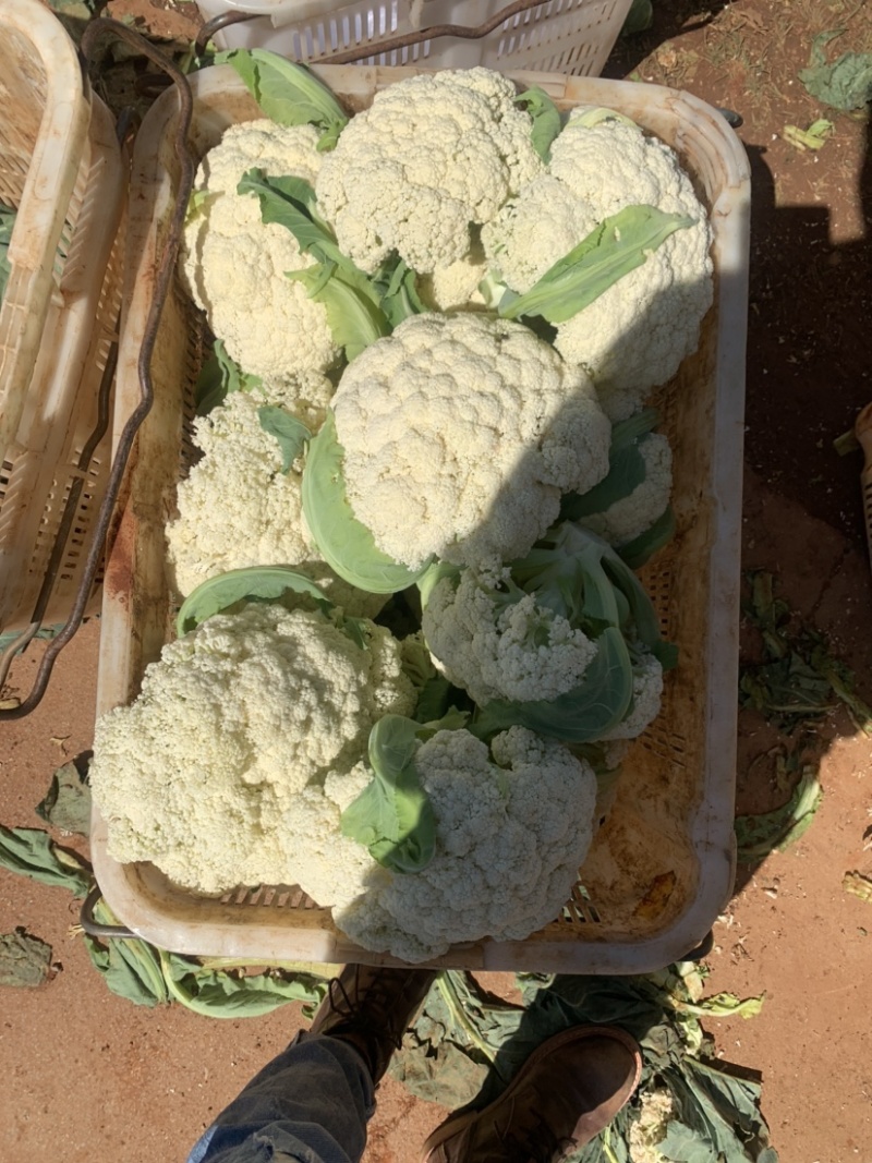精品松花