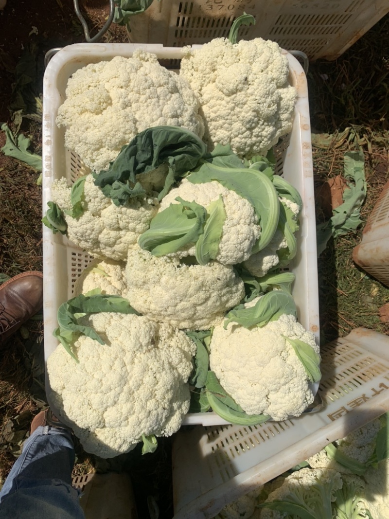 精品松花
