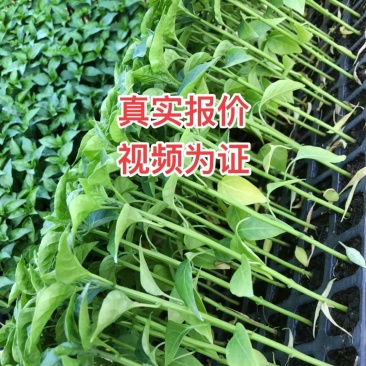 朝天椒辣椒苗，耐运输，基地直发提供技术，抗重插优选品