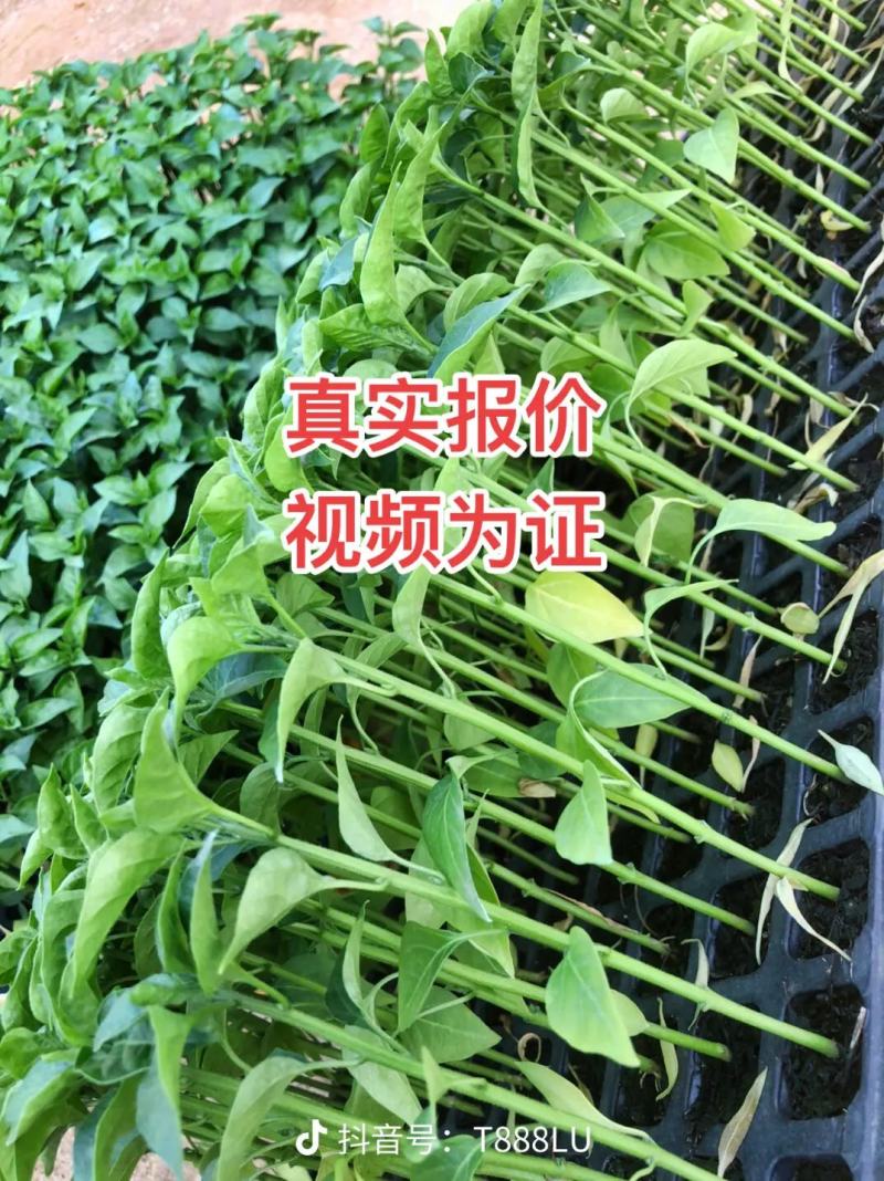朝天椒辣椒苗，耐运输，基地直发提供技术，抗重插优选品