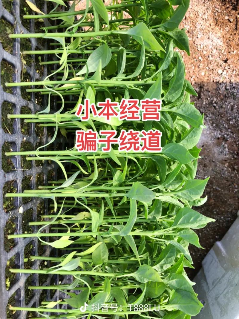 朝天椒辣椒苗，耐运输，基地直发提供技术，抗重插优选品