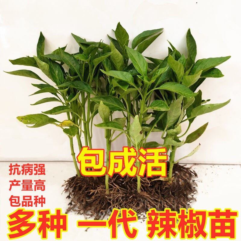 朝天椒辣椒苗，耐运输，基地直发提供技术，抗重插优选品