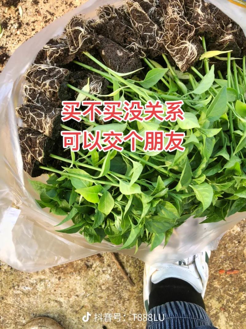 朝天椒辣椒苗，耐运输，基地直发提供技术，抗重插优选品