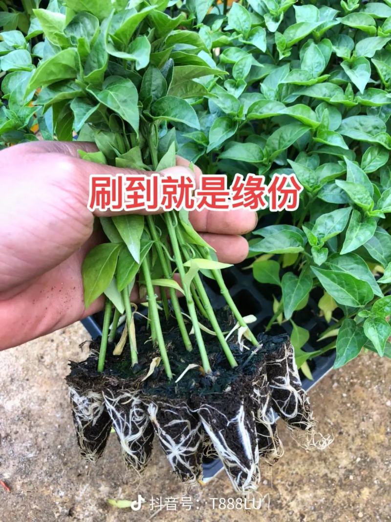 朝天椒辣椒苗，耐运输，基地直发提供技术，抗重插优选品
