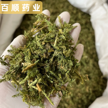 伸筋草干货颜色好各种草类中药材批发