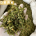 伸筋草干货颜色好各种草类中药材批发