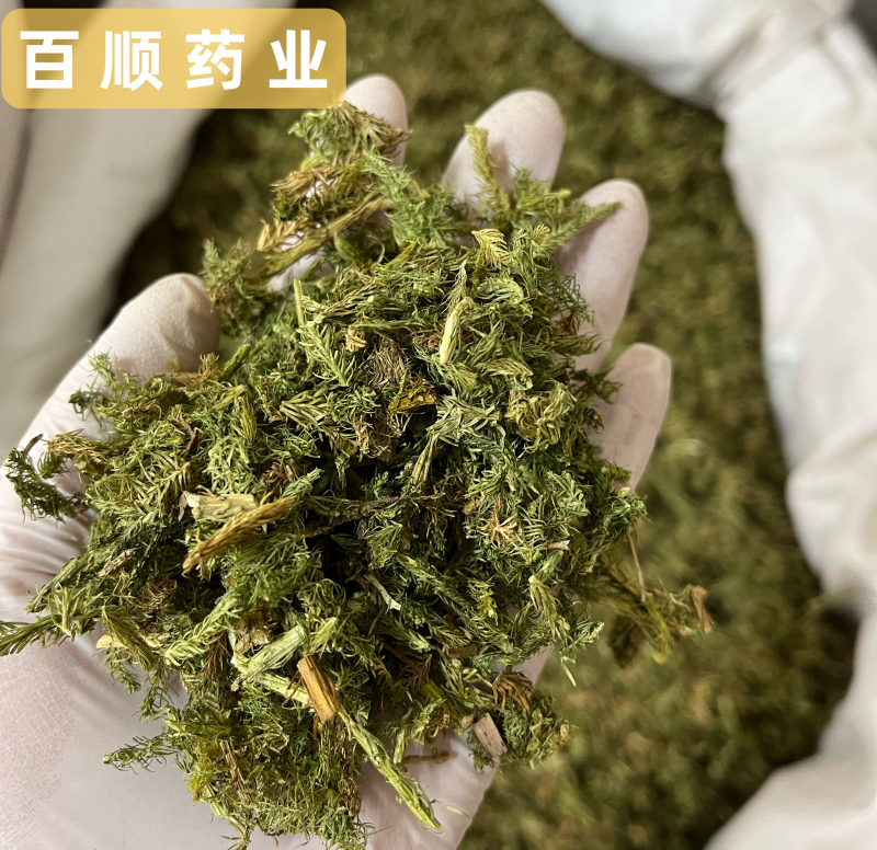 伸筋草干货颜色好各种草类中药材批发