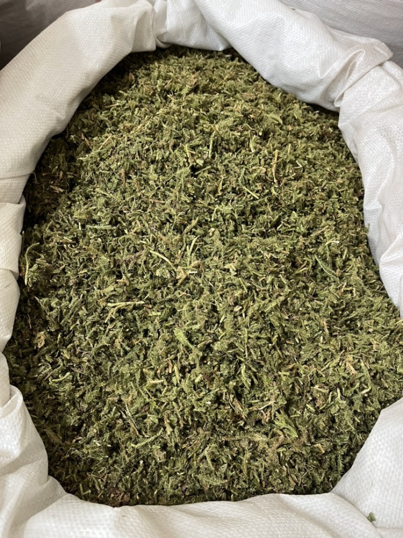伸筋草干货颜色好各种草类中药材批发