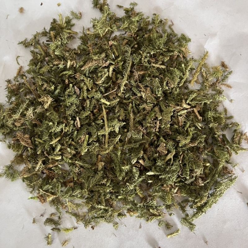 伸筋草干货颜色好各种草类中药材批发