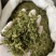 伸筋草干货颜色好各种草类中药材批发