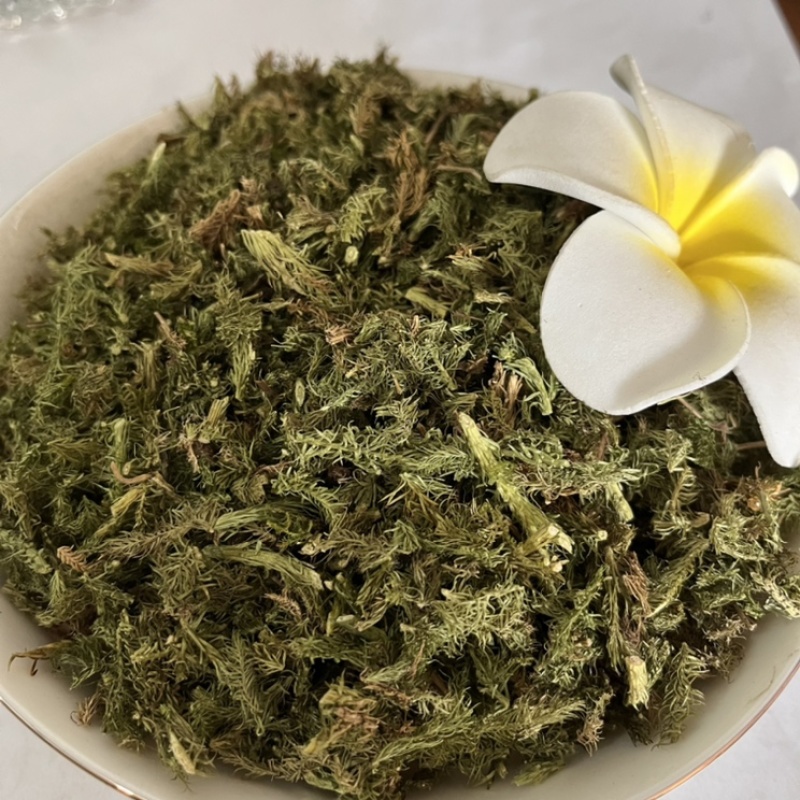 伸筋草干货颜色好各种草类中药材批发
