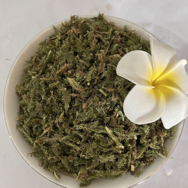 伸筋草干货颜色好各种草类中药材批发