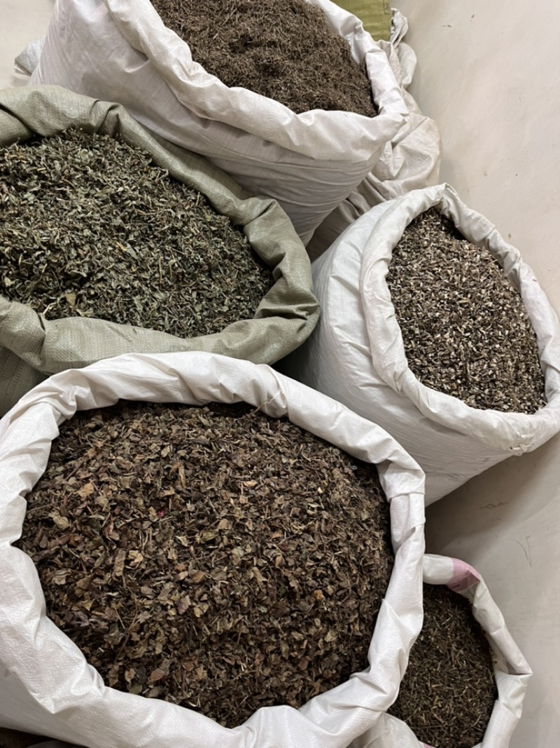 鱼腥草产地直销含量高量大从优欢迎新老客户前来购买。