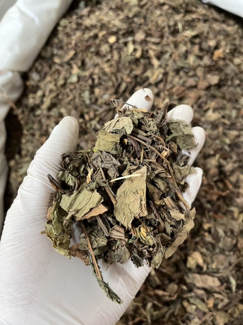 鱼腥草产地直销含量高量大从优欢迎新老客户前来购买。