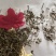 半枝莲半枝莲统段地道药材量大从优