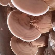 灵芝菌种灵芝母种原种栽培种赤芝紫芝黑芝菌种椴木种出芝菌包