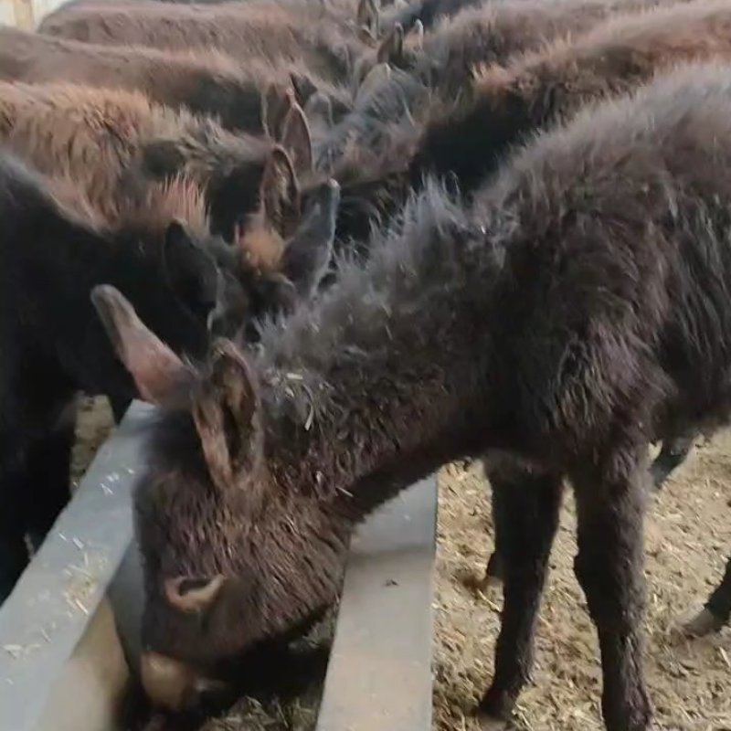 肉驴德州驴改良肉驴圈养散养均可已草料农作物秸秆喂养