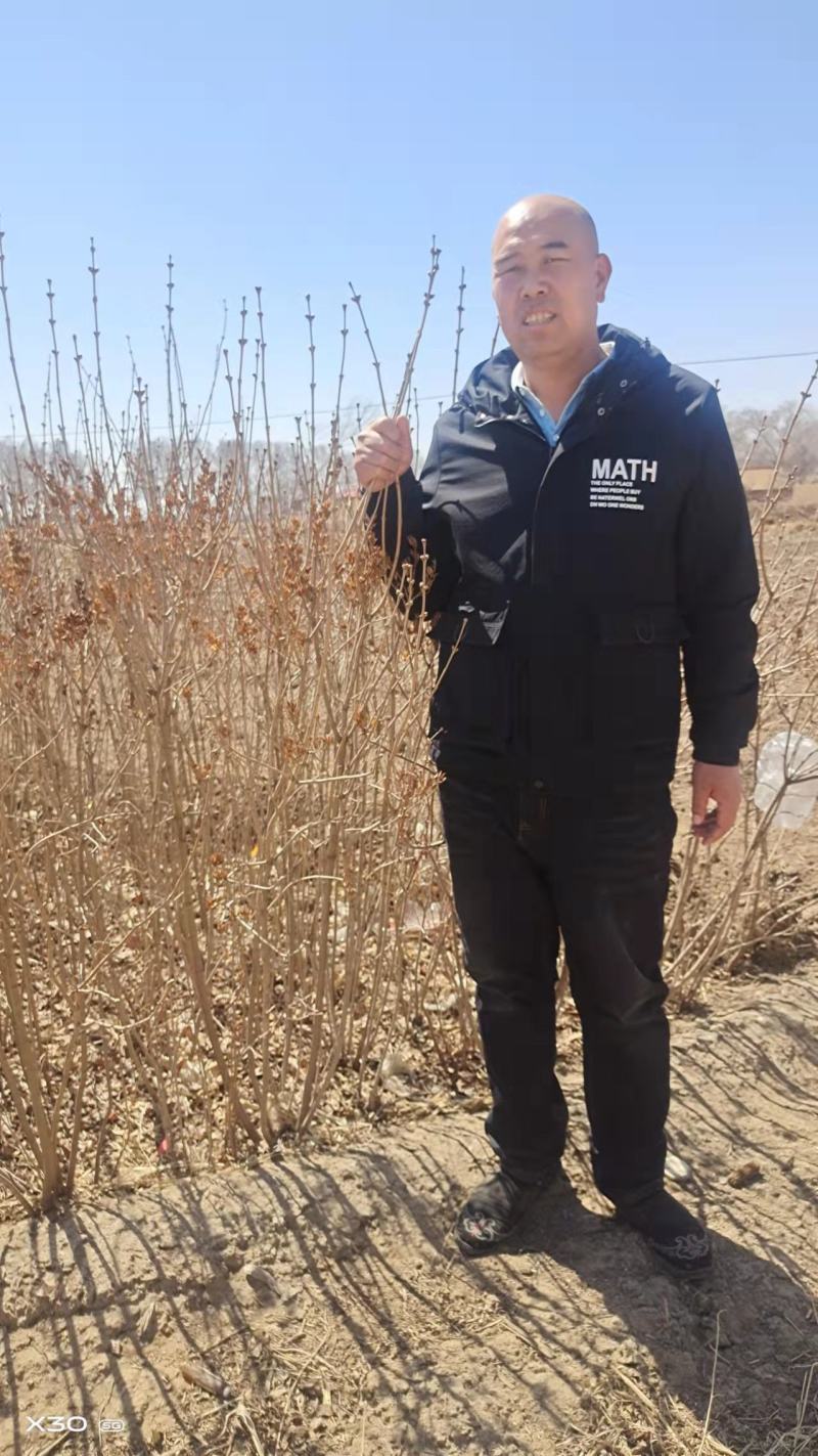 丁香订购