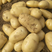 精品早大白土豆，三两起。现货供应，保证质量