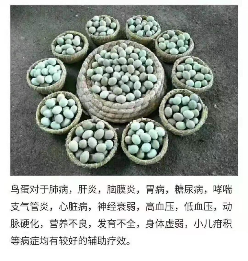 变异芦丁鸡种蛋，派特，礼服，纯白，银色等