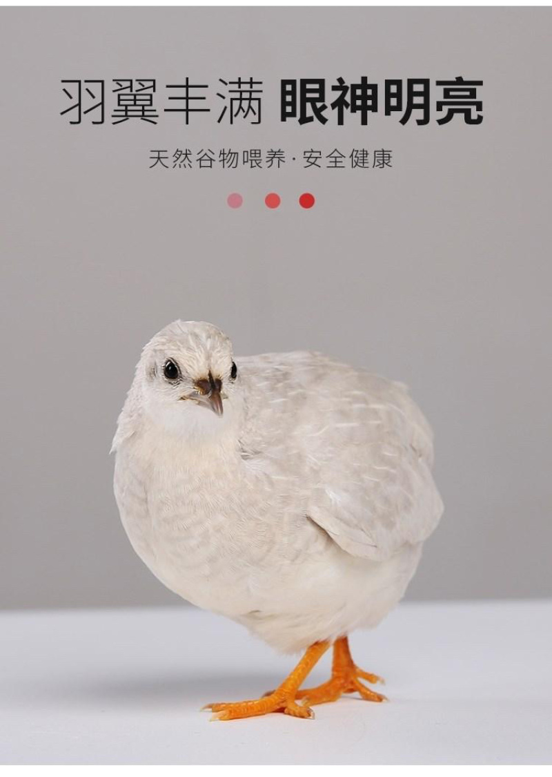 变异芦丁鸡种蛋，派特，礼服，纯白，银色等