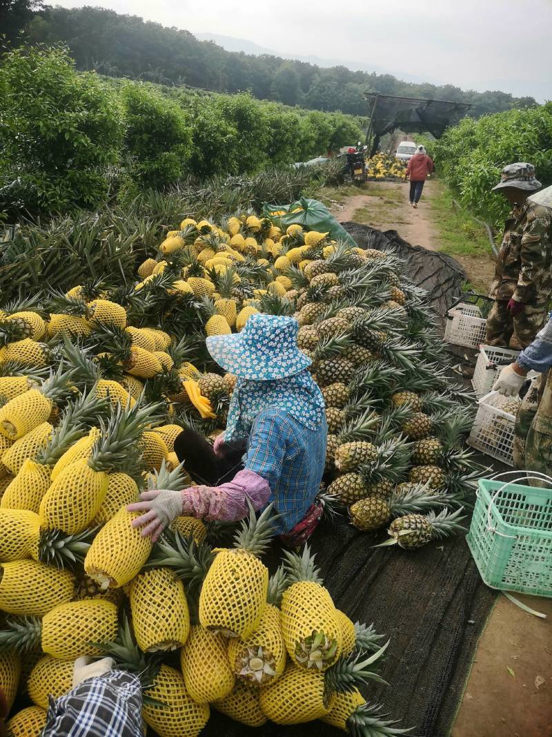 金菠萝—云南西双版纳金菠萝口感好糖份高各