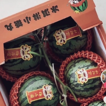 山东聊城河店镇大量供应2k礼品西瓜，剥皮西瓜，全美2k西