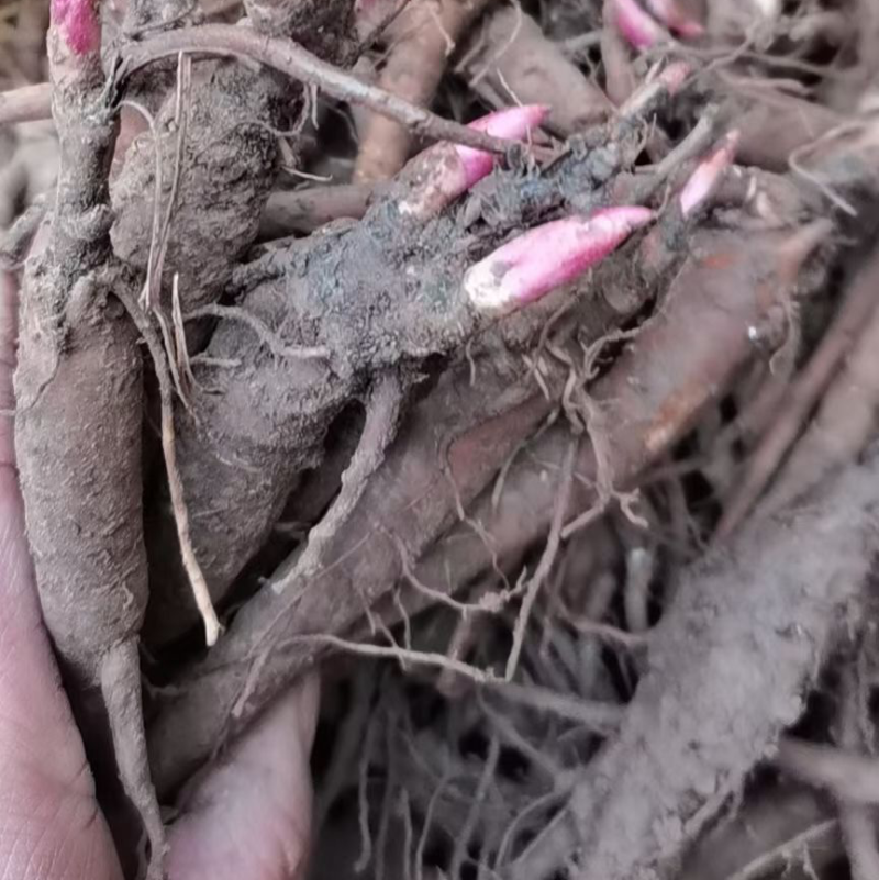 1年2年3年赤芍苗免费提供技术指导包成活率，签订回收合同